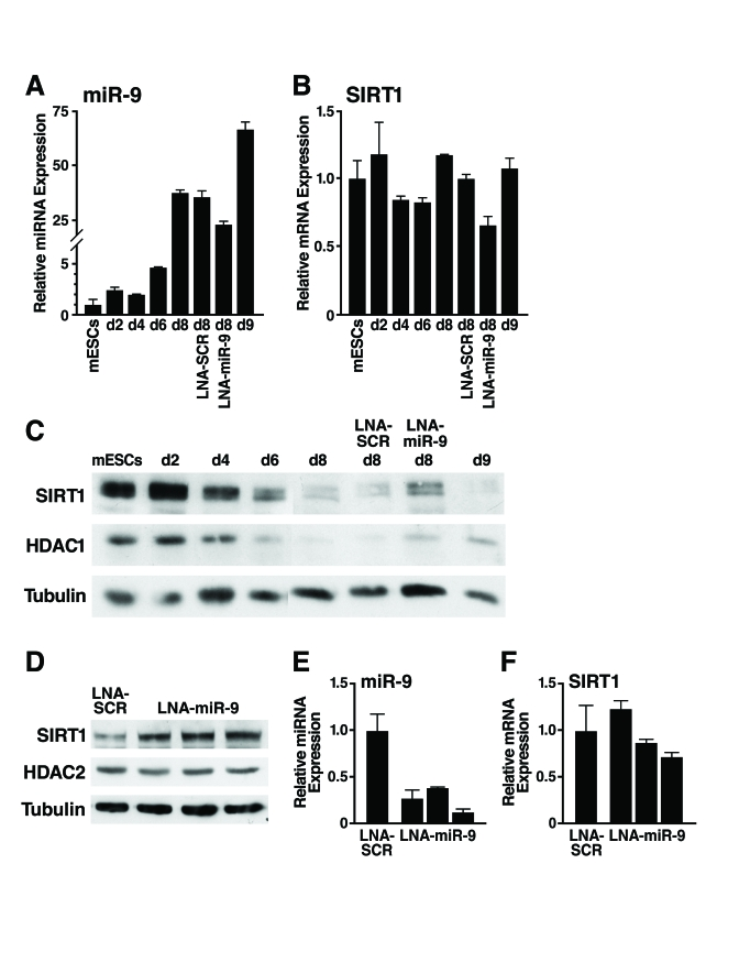 Inhibition of miR-9 prevents downregulation of SIRT1 during mESC differentiation