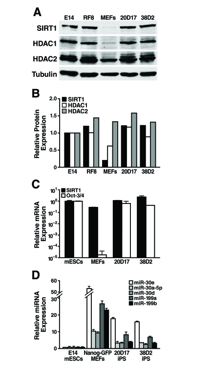 SIRT1 protein levels are upregulated during reprogramming