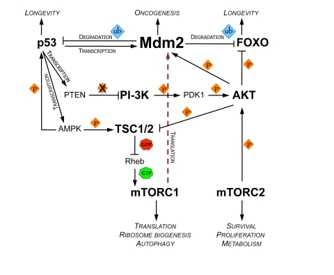 Signaling circuitry connecting Mdm2 with the regulation of longevity and metabolism
