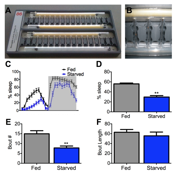 Starvation impairs sleep initiation but not maintenance