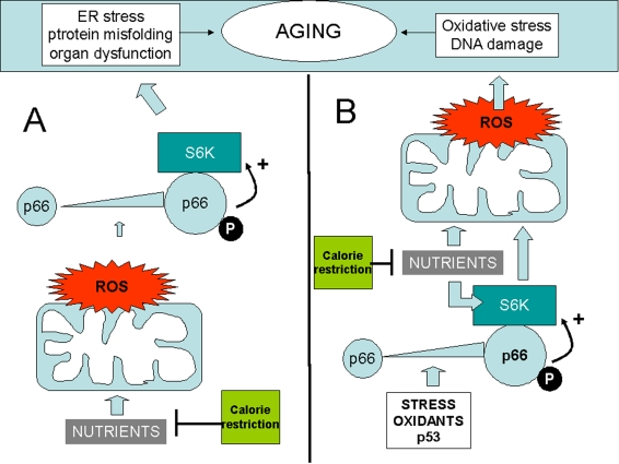 Two distinct models whereby p66shc may integrate ROS and the TOR/S6K cascade in the aging process