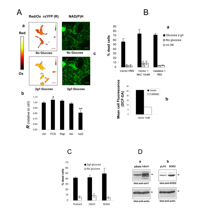  (A) a Intracellular redox state under nutrient restriction. a pseudocolor image (color bar on the left) of Phoenix cells expressing a redox-sensitive variant of the Yellow Fluorescent Protein (rxYFP) after 24 hours incubation in the absence of glucose (upper) and 30 minutes glucose re-feeding, in serum-free medium. Color shift from red to yellow indicates reduction of the fluorescent sensor. b Quantitation of mean R values over several regions of interest is reported. Data sets were compared by two-tailed t-test for independent samples. c Microfluorimetric analysis of reduced intracellular reduced NAD(P)H, based on cell green autofluorescence. Cells were excited in the two-photon mode at 366 nm and autofluorescence collected between 380 and 550 nm. Increase in cell brightness in the glucose-fed samples indicates accumulation of reduced pyridine nucleotides. (B) a Effect of antioxidants Catalase and N-Acetyl-Cysteine on cell viability in the presence and absence of glucose. Cells were transfected with a construct encoding human Catalase or the corresponding empty vector 48 hours before nutrient and serum starvation. Mock-transfected cells were also treated with 10 mM NAC as an alternative ROS scavenger. Values are mean±SD of triplicate wells. The experiment was repeated twice with identical results. b Cytofluorimetric analysis of cells loaded with the redox sensitive die H2-DCF-DA and exposed to a bolus (1 mM) of extracellular Hydrogen Peroxide. Decreased oxidation in the Catalase-transfected samples confirms elevated H2O2 degrading capacity in these cells. (C) Lack of effect of the longevity protein Sirt1 and the mitochondrial superoxide scavenger SOD2 on Phoenix cell viability in the presence of glucose and under glucose deprivation. Cell viability was scored at 72 hours after cell starvation. Representative of two comparable experiments. (D) Western blot analysis of Sirt1 (a) and SOD2 (b) expression in transfected cells. Transfection efficiency was normally around 50% based on expression of GFP. 