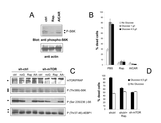  (A) Anti phospho S6K immunoblot analysis of Phoenix cells treated with the mTOR/FRAP inhibitor Rapamycin (200 nM) or the AMPK agonist AICAR (1 mM) for 24 hours in serum-free, nutrient rich medium. Ctrl=untreated cells. A lower strip of the same filter was hybridized with anti-actin antiserum, to confirm equal protein loading. (B) Effect of pharmacological inhibition of the mTOR pathway on cell survival to serum deprivation under different feeding conditions. Values are mean±SD of triplicate samples. Representative of several independent experiments. (C) Immunoblot analysis demonstrating effective downregulation of mTOR/FRAP by lentiviral transduction of a targeting (sh-mTOR) or non-targeting (sh-ctrl) short hairpin RNA, and effects on the downstream signaling cascade. Cells were analyzed 24 hours after serum starvation in the indicated media (ctrl=2 g/l glucose + Aminoacids; noG= no Glucose; Rap= Rapamycin 200nM; AA- = 2 g/l glucose without glutamine and NEAA). In the anti p-S6K and anti p-4EBP1 a selective loss of the slow migrating, hyperphosphorylated band by nutrient-repleted sh-mTOR samples can be appreciated. (D) Survival assay displaying reduced mortality of sh-mTOR transduced Phoenix cells in serum-free, nutrient repleted medium. Note that nutrient-independent loss of viability was unusually high in these experimental conditions. Values are mean±SD of triplicate samples. Panel representative of two experiments performed with cells from two independent infections. 