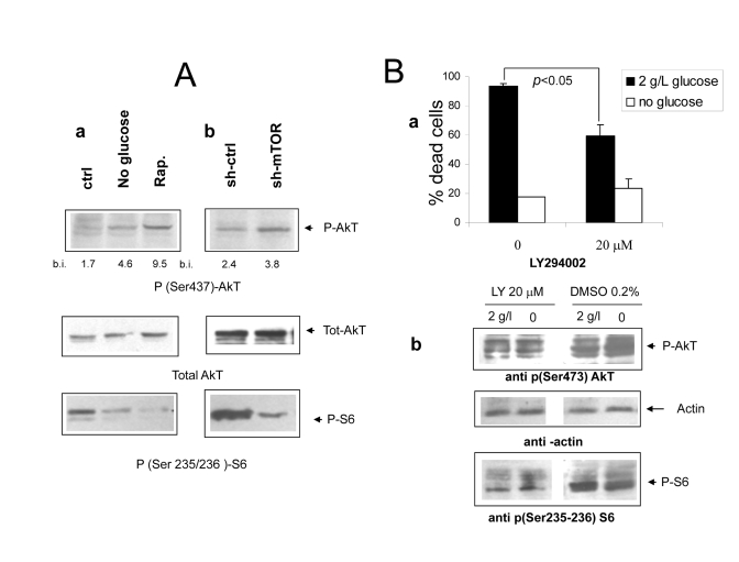  (Aa Immunoblot analysis revealing increased phosphorylation of AkT/PKB on serine 473 under nutrient deprivation (upper panel). The relevant band is indicated by the arrow. Band quantization values (band volume) in band intensity (b.i.) units are indicated. The same filter was stripped and re-hybridized with an anti total AkT antiserum to ensure equal protein expression and sample loading (central panel); a lower strip of the same filter was hybridized with an antiserum specific for phospho S6 (lower panel, band indicated by arrow). Picture representative of several independent experiments. b Protein lysates from mock and mTOR-silenced cells grown under serum free DMEM with glucose and aminoacids were treated as in A. Relevant bands are indicated by arrows. Densitometry of p-AkT bands is reported. (B) a Effect of the PI3 Kinase inhibitor compound LY294402 on Phoenix cell survival in serum-free medium. Cells were incubated for 72 hours with or without glucose as indicated. The inhibitor or vehicle alone (DMSO, 1:500 final dilution) were added at time 0. Values are Mean ±SD of triplicate wells. Representative of three independent experiments. Note that lower concentrations of LY294002 had no effect on cell survival in either medium. b Immunoblot analysis of protein lysates from cells treated as in a and incubated for 24 hours. Phospho-AkT (serine 473) and phospho-S6 (serine 235-236) were detected by specific antisera. Relevant bands (the middle one within the triplet for AkT) are indicated by arrows; equal protein loading was verified by reversible Ponceau S staining. 