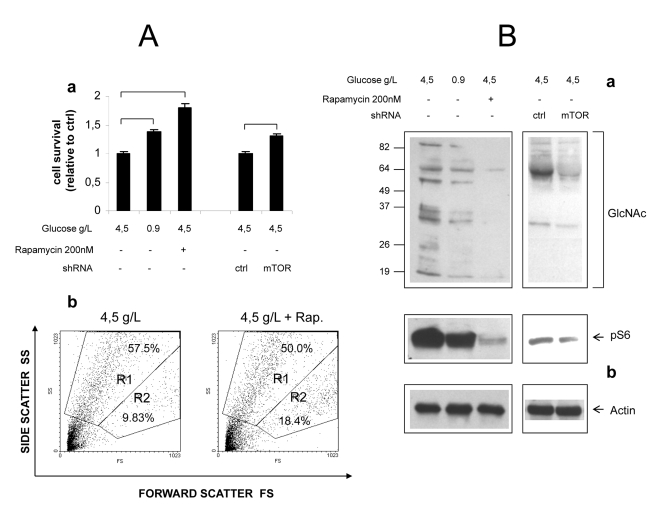  Role of mTOR in hyperglycemic damage of HUVEC cells. (A) a Effect of glucose, Rapamycin and mTOR knock-down on survival of growth factor-starved HUVECs. Values are relative to cell survival in high glucose (10-15% survival). Numbers are mean± SD of four samples from two independent experiments. All the indicated comparisons were significant by at least pb Representative Forward/Side scatter plots of live (Region R2) and dead (Region R1) cells under high glucose and high glucose + Rapamycin. Raw numbers indicate percentages with respect to all the plotted events, including cell debris. Survivals were calculated on relevant regions only, according to the formula %survival= %R2/(%R1+%R2). (B) Western blot analysis of GlcNAcylated proteins in total lysates of HUVEC cells. Glucose, Rapamycin and mTOR knock-down were combined as indicated. Impact of treatments on mTOR signaling was evaluated by anti phospho S6 immunoblotting (b). Equal protein loading was verified by anti-actin staining. Blots representative of two independent experiments. 