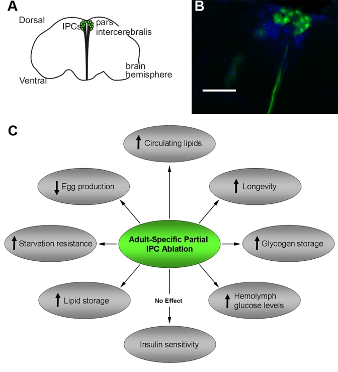 Adult Drosophila IPCs modulate metabolism, stress response, fecundity and longevity