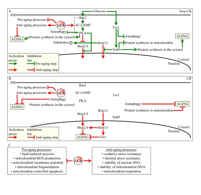 Lithocholic acid (LCA) extends longevity of chronologically aging yeast through two different mechanisms