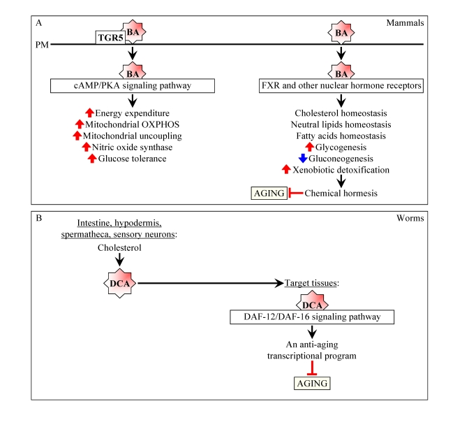 Bile acids are beneficial to health and longevity in animals