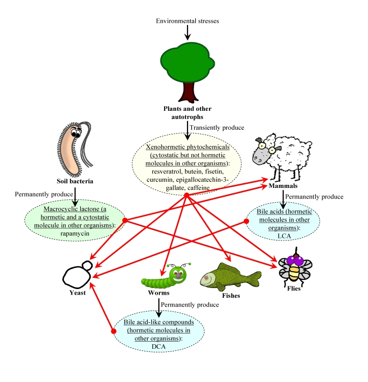 The xenohormetic, hormetic and cytostatic selective forces may drive the evolution of longevity regulation mechanisms within an ecosystem