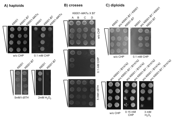 K6001-B7 carries a monogenic and dominant allele that confers resistance to cumene hydroperoxide (CHP)