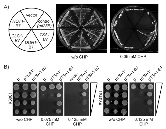 Ectopic expression of TSA1-B7 mediates CHP resistance