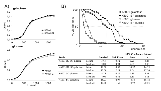 K6001-B7 has a shortened replicative lifespan