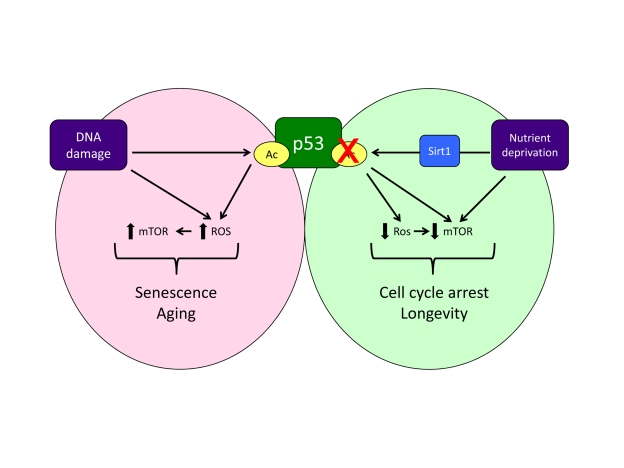 A model of how acetylation, oxidative stress and mTOR activity might influence the response to p53