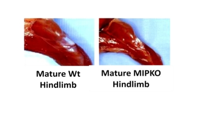 Muscle wasting develops prematurely in the MIPKO mice