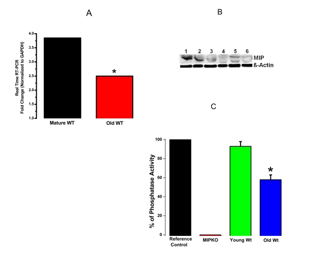 Reduced MIP gene expression, MIP protein levels and MIP phosphatase activity in old skeletal muscles