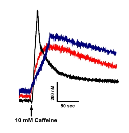  Altered Ca+2 homeostasis is present in muscle fibers from old Wt and MIPKO mice. Original traces representative of caffeine-induced Fura-2 Ca+2 transients in mature Wt (black trace), old Wt (red trace), and mature MIPKO FDB muscle fibers (blue trace). Examples shown are representative of 6-12 muscle fibers from 3 mice, and data were normalized to the intracellular Ca+2 concentrations in nM. 