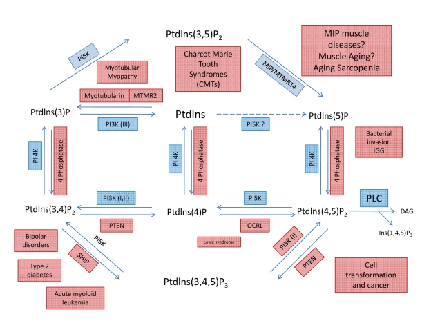 Metabolic pathways showing the interconversion of PIPs and putative roles of MIP and PI(3,5)P2