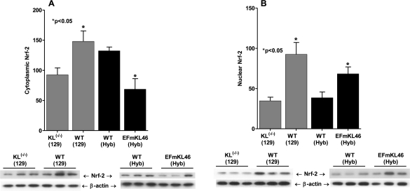 The effects of Klotho(-/-) and Klotho overexpression on the nuclear and cytoplasmic localization of Nrf2