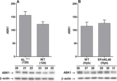 Western blot analysis of pool level of ASK1 in the livers of Klotho(-/-) and Klotho overexpressing mice