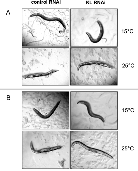 Klotho gene knockdown cannot suppress the Clr phenotype induced by genetic activation of EGL-15