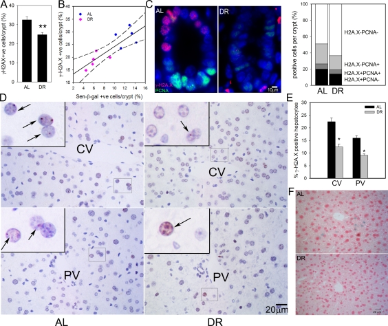 DR reduced frequencies of senescent hepatocytes and intestinal crypt enterocytes