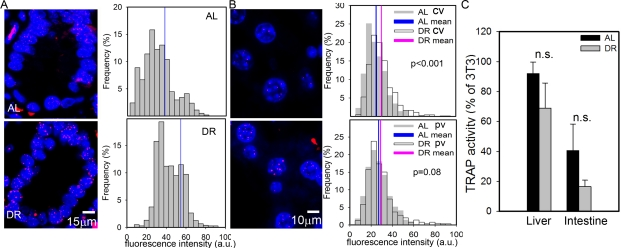 DR improves telomere maintenance