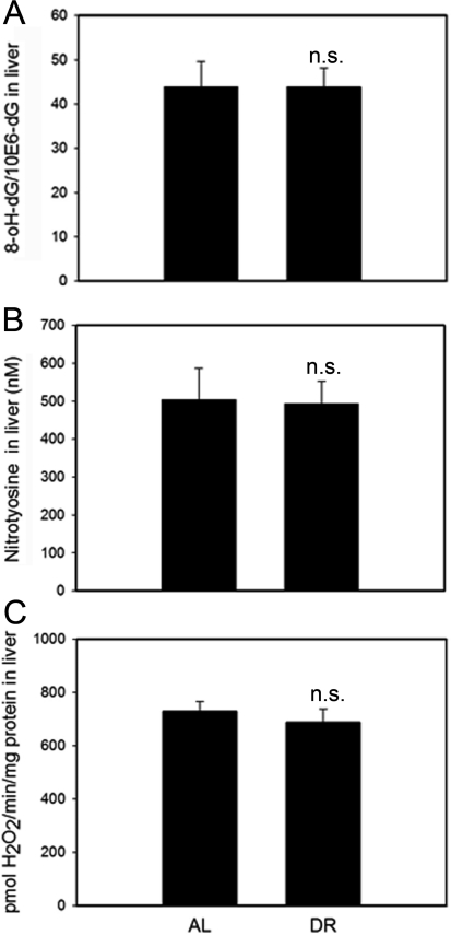 DR does not change oxidative damage markers measured in whole liver homogenates