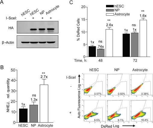 NHEJ occurs with faster kinetics after terminal differentiation