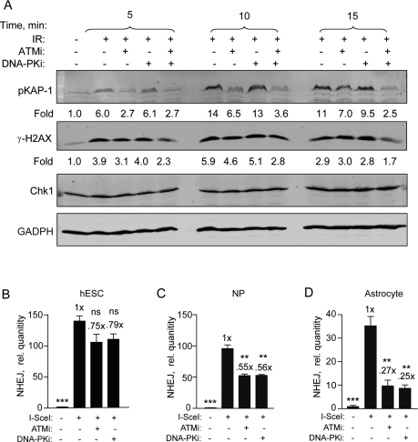 Specific DNA-PKcs and ATM kinase inhibitors become more effective as hESCs differentiate