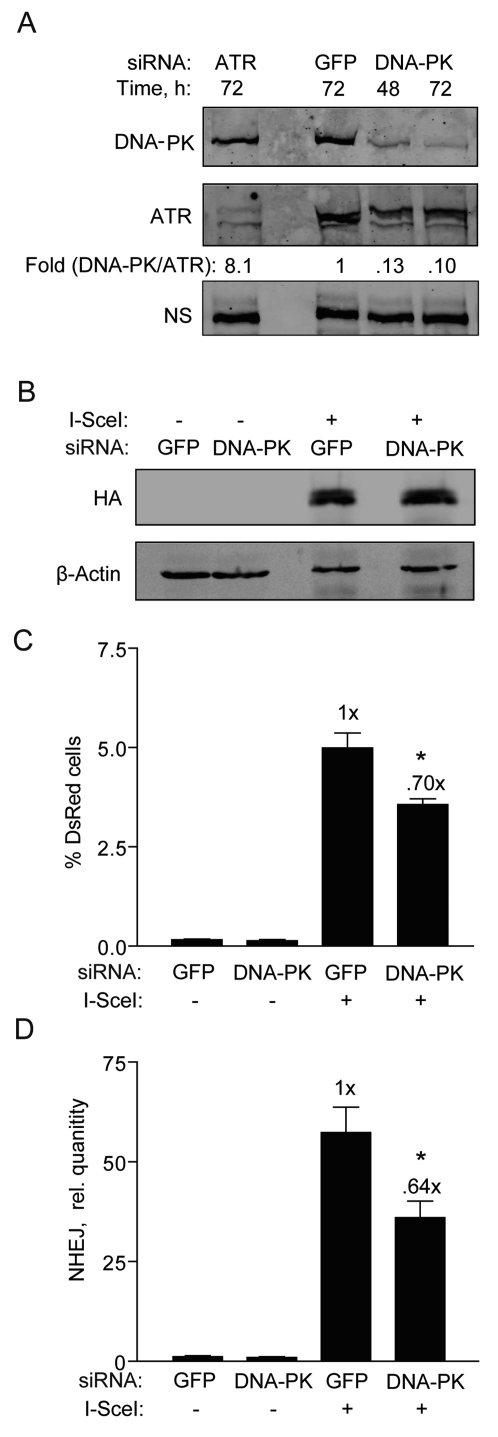 DNA-PKcs knockdown partially reduces NHEJ in hESCs