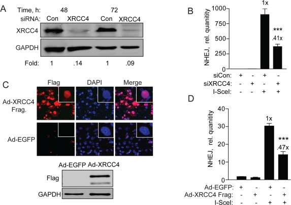 XRCC4 knockdown and expression of a XRRC4 decoy partially reduces NHEJ in hESCs