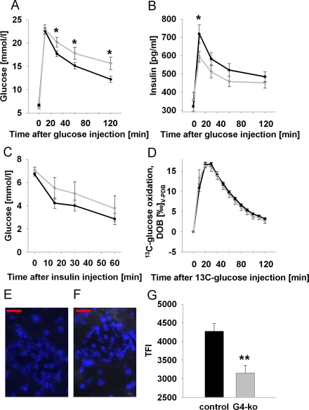 Impaired telomerase activity impairs glucose tolerance and glucose-stimulated insulin secretion
