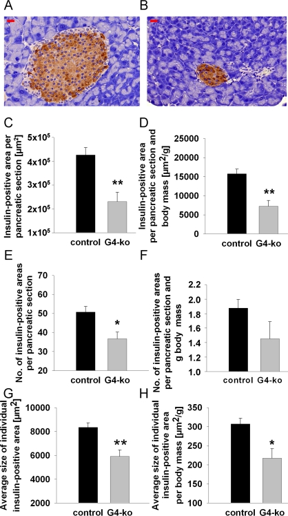 Impaired telomerase activity reduces number and size of insulin-containing pancreatic islets