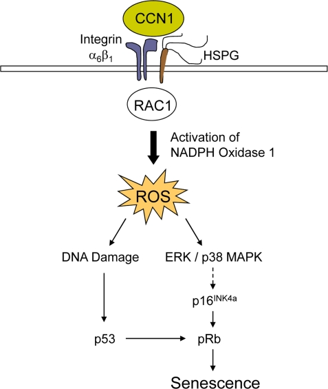 A mechanistic model for CCN1-induced senescence