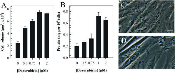 Doxorubicin (Dox) induces a dose-dependent hypertrophic response in rat H9c2 cardiomyocytes. Cells were treated with the indicated concentrations of doxorubicin for two hrs and cultured in fresh media for a further 24 hours prior to quantitation of cell volume (A) and total protein content per cell (B). Phase-contrast images of control untreated H9c2 myocytes (C) compared to cells treated with 1 μM doxorubicin (2 hr treatment followed by 24 hour incubation in fresh media, D). Bar = 5 μm; x 20 magnification.
