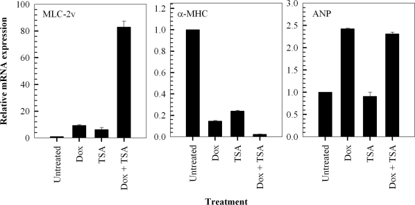 Trichostatin A (TSA) potentiates doxorubicin-induced hypertrophic responses in H9c2 cardiomyocytes by modulating the expression of hypertrophy-associated genes. QT-PCR analysis of MLC-2v, α-MHC and ANP transcripts in cells treated with 1 μM doxorubicin (Dox) for 2 hours followed by a 24 hour treatment in fresh media in the presence and absence of 1 μM TSA. Fold change of mRNA expression shown relative to untreated control H9c2 cells; mean ± standard deviations of triplicates from a representative experiment (total of three independent experiments) are indicated.