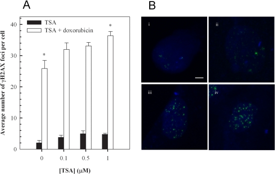 Trichostatin A (TSA) augments doxorubicin-induced accumulation of γH2AX foci in H9c2 cardiomyoctes. Cells pretreated with the indicated concentration of TSA for 24 hours were exposed to 1 μM doxorubicin for 1 hour, followed by a 24 hour treatment in fresh media. Cells were then stained for γH2AX foci, images were acquired with a Zeiss LSM 510 Meta Confocal microscope using 0.5 μm Z-sectioning and foci were quantitated using Metamorph (A). Mean ± standard deviations from two independent experiments (total of five independent experiments) are indicated (*pB) in untreated H9c2 cells (i), cells treated with 1 μM TSA (ii), cells treated with 1 μM doxorubicin (iii) and cells treated with a combination of TSA and doxorubicin (iv) as described above. Bar = 2 μm; x 63 magnification.