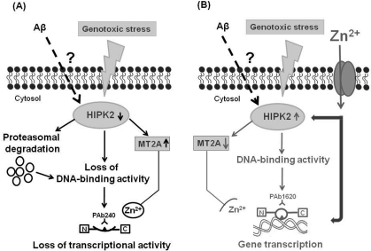 Working hypothesis for a putative link among p53 protein, soluble Aβ and HIPK2