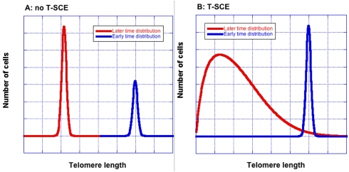 T-SCE broaden the telomere size distribution