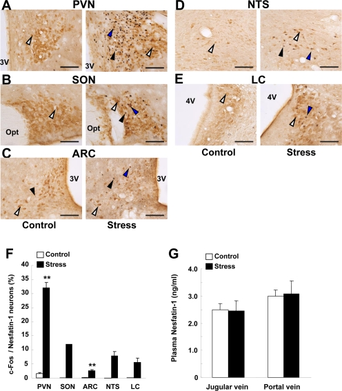 c-Fos expressions on nesfatin-1 neurons in several brain areas and plasma nesfatin-1 levels after restraint stress