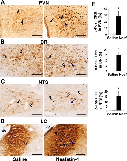 c-Fos expressions in stress-related neurons after icv administration of nesfatin-1