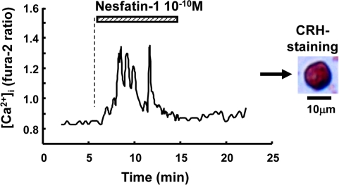 The effect of nesfatin-1 on [Ca2+]i in CRH neurons in the PVN