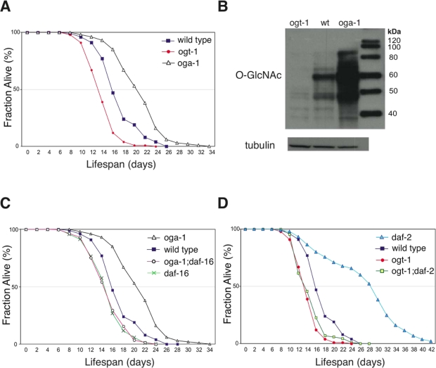 Elevated O-GlcNAc levels extend adult lifespan in C. elegans.