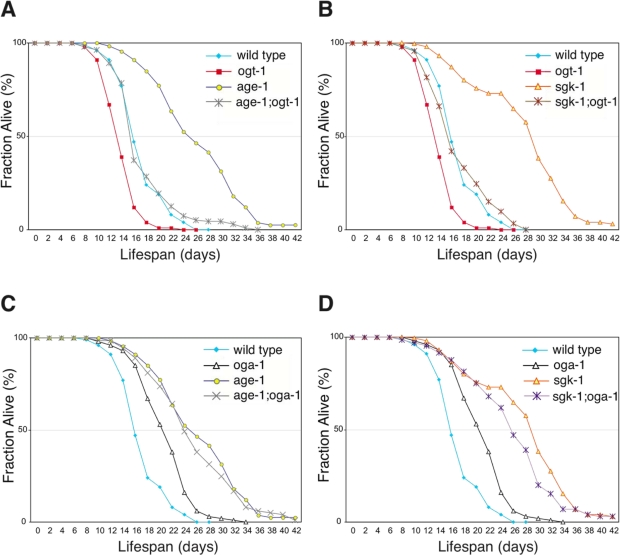 Elevated O-GlcNAc modification of proteins does not increase adult lifespan further in long-lived insulin signaling pathway mutant animals