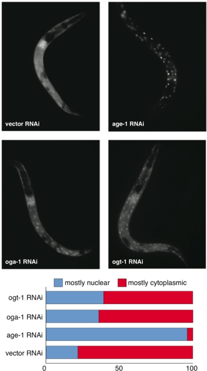 Aberrant protein O-GlcNAc cycling modestly enhances DAF-16 nuclear localization