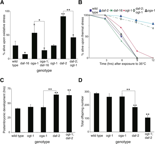 Inactivation of O-GlcNAc cycling enzymes only affects a subset of functions regulated by the insulin-like signaling pathway