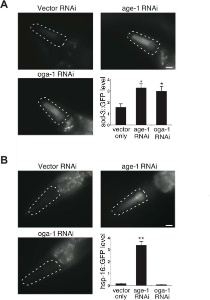Aberrant protein O-GlcNAc cycling differentially affects distinct stress response pathways in C. elegans