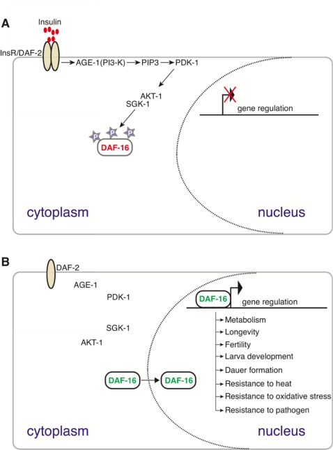 A conserved insulin signaling pathway in C. elegans regulates numerous functions including stress response, metabolism, dauer formation, and reproductive development by restricting the nuclear localization of the DAF-16/FoxO transcription factor upon nutrient availability [45]. Upon ligand binding (top panel), the insulin-like receptor DAF-2 activates the AGE-1 PI3 kinase that facilitates the activation of PDK-1 and AKT-1. AKT-1-mediated phosphorylation sequesters DAF-16 in the cytoplasm. In the absence of PI3K/AKT signaling (bottom panel) DAF-16 enters the nucleus and regulates the expression of target genes to mediate numerous DAF-16 dependent processes, including those listed.