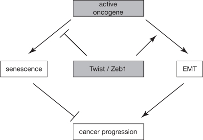 Working model schematically depicting how EMT and senescence are linked and contribute to cancer progression. An active oncogene can either induce senescence or EMT, dependent on the cellular context. Conversely, transcription factors like Twist and Zeb1 can have a double impact on cancer progression by simultaneously inhibiting oncogene-induced senescence and promoting EMT.