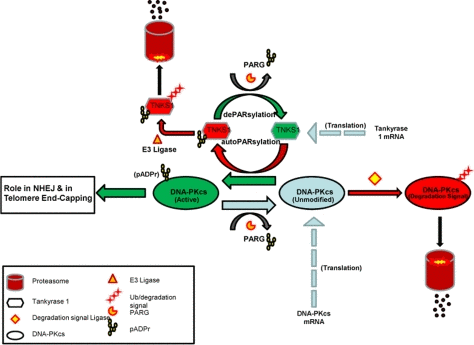 Model of DNA-PKcs existence in three dynamic pools;